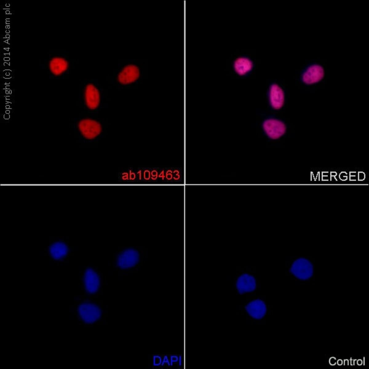 Anti-Histone H4 (acetyl K16) Rabbit Monoclonal Antibody [clone: EPR1004 ...