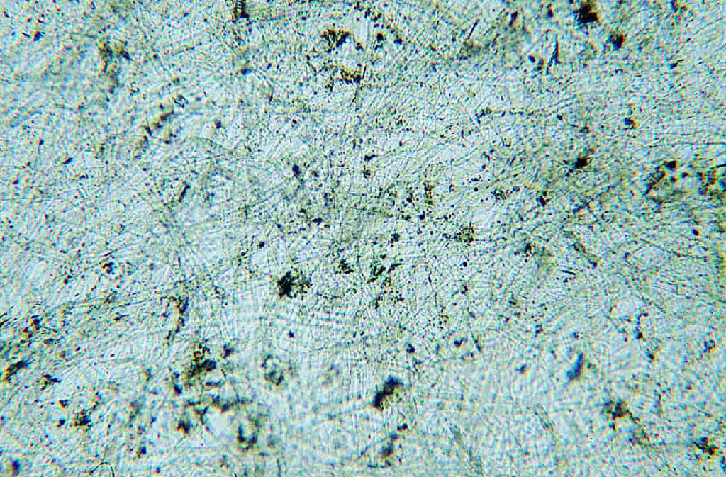 Ward's® Introduction To Microscopes Slides