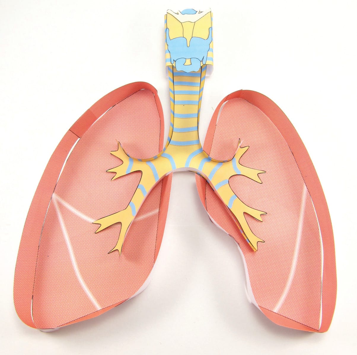 Human Anatomy 3D Models