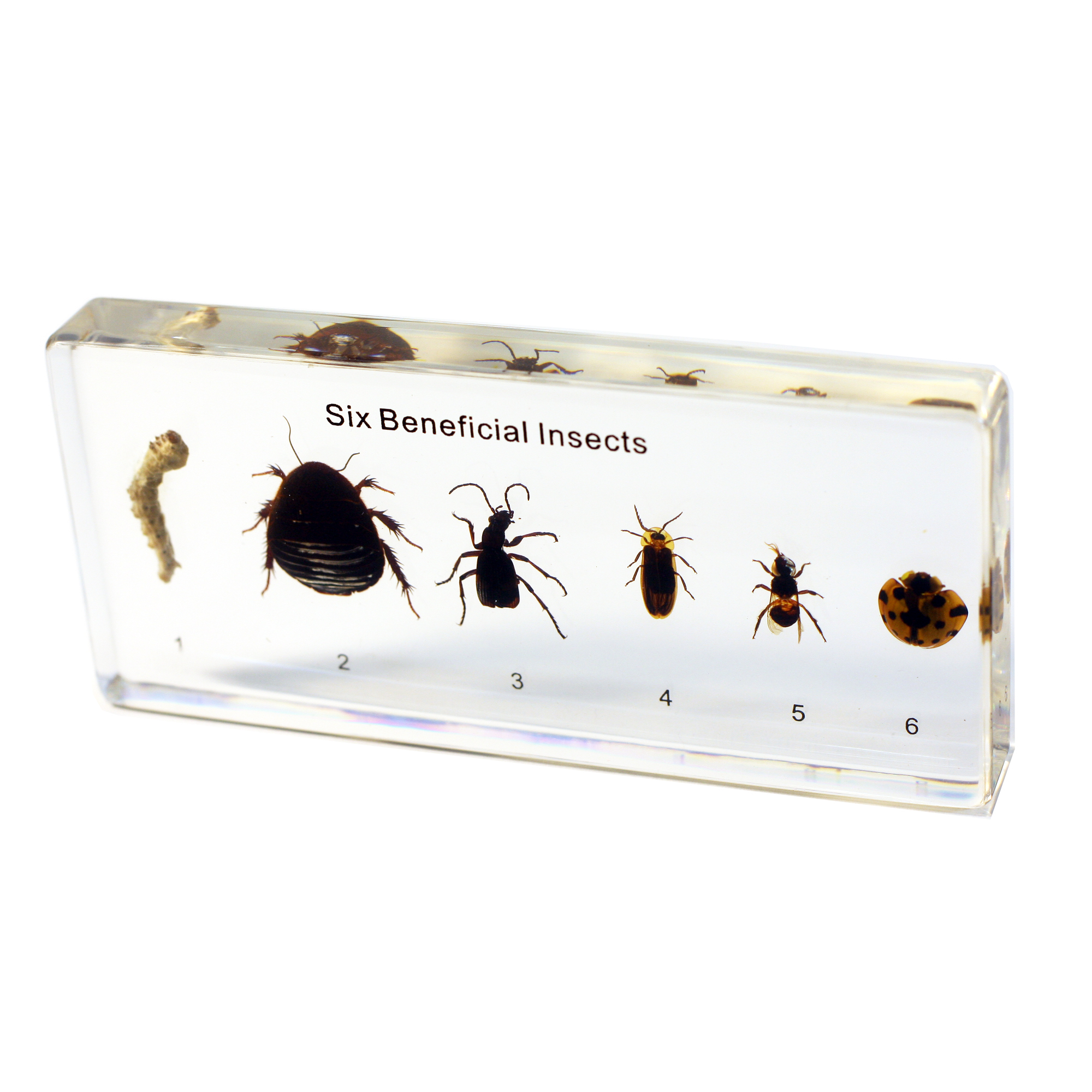 Beneficial Insects Plastomount