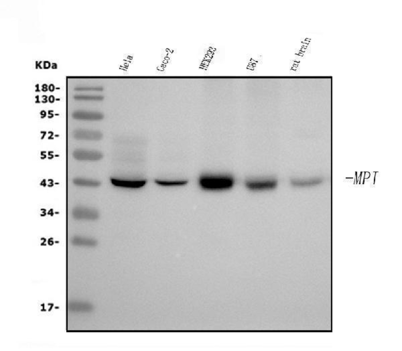 Anti-MPI Mouse Monoclonal Antibody [clone: 5G5] | VWR, part of Avantor