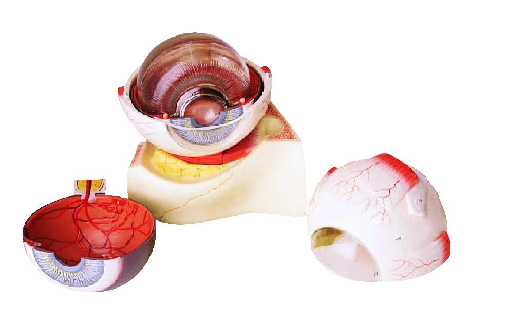 Somso® Seven-Part Eye Model