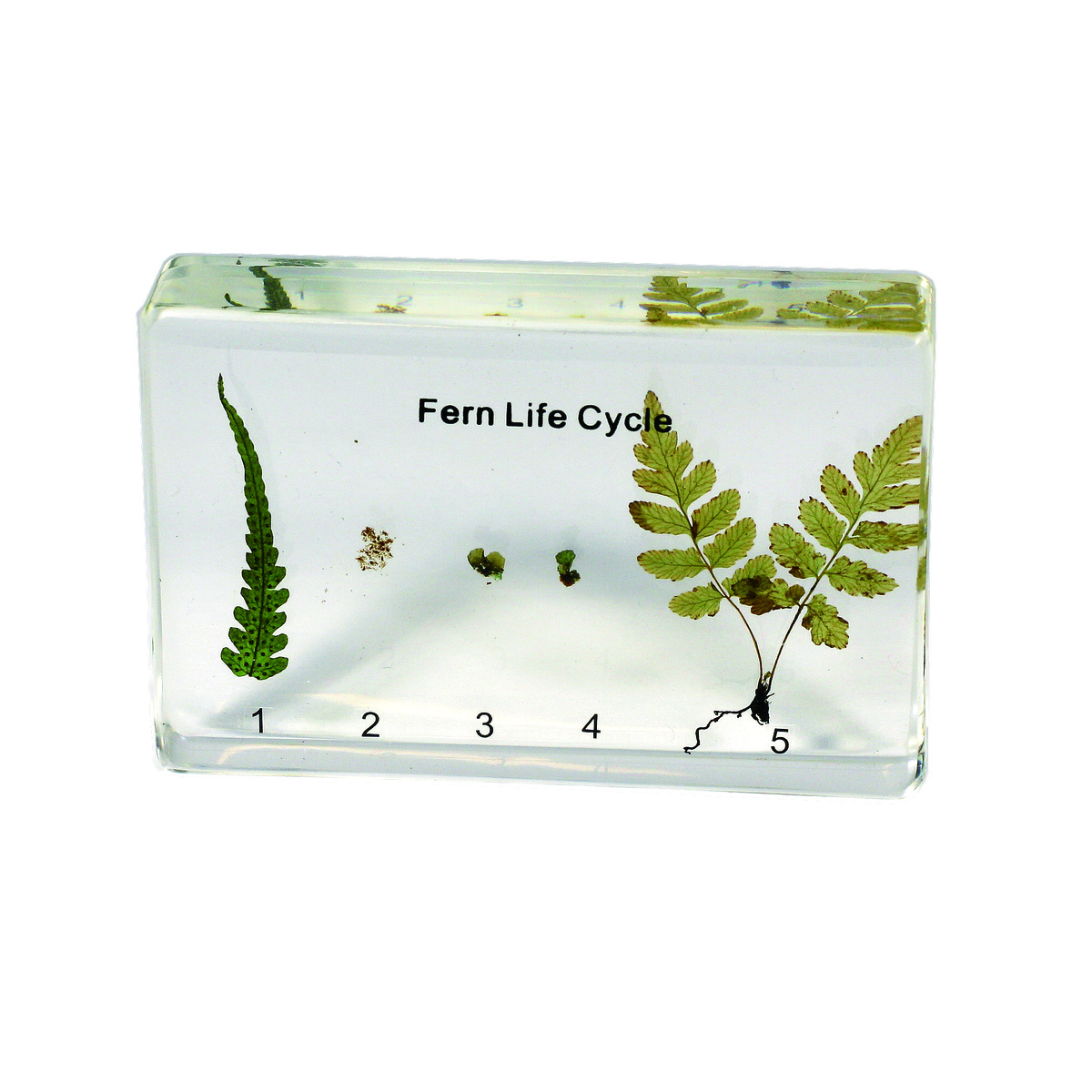 Fern Life Cycle Plastomount