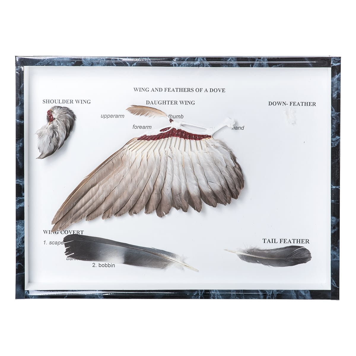 Pigeon Wings and Feathers
