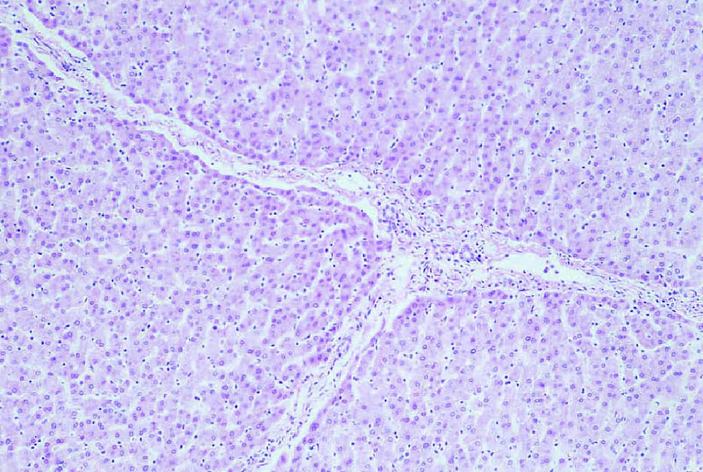 Ward's® Mammalian Live Slide