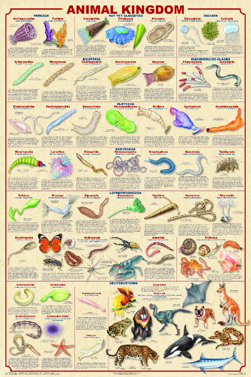 Content-Intensive Info Posters
