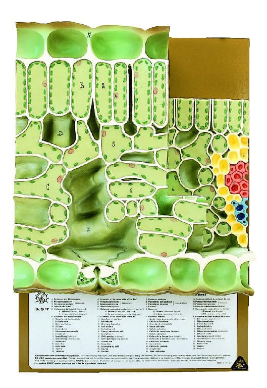Somso® Deciduous Leaf Section Model