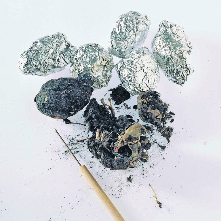 Ward's® Introduction to Owl Pellets Lab Activity