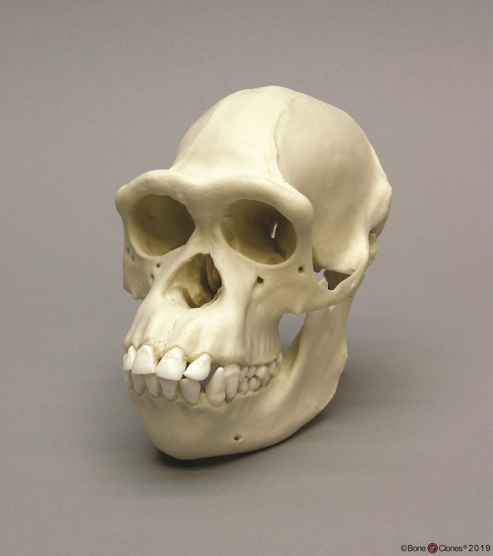 BoneClones® Animal Skulls, Primates