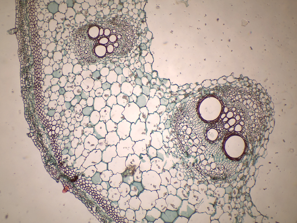 Cucurbita Stem Combination Slide