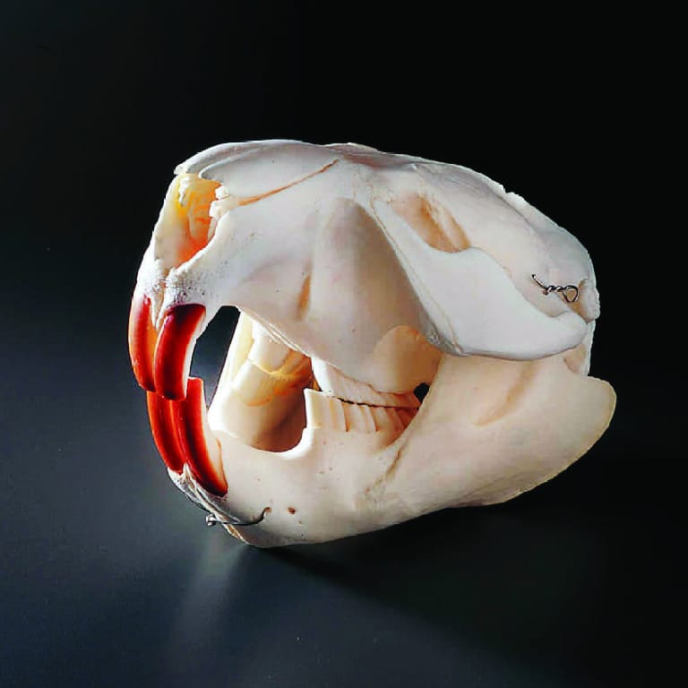 Beaver Skull