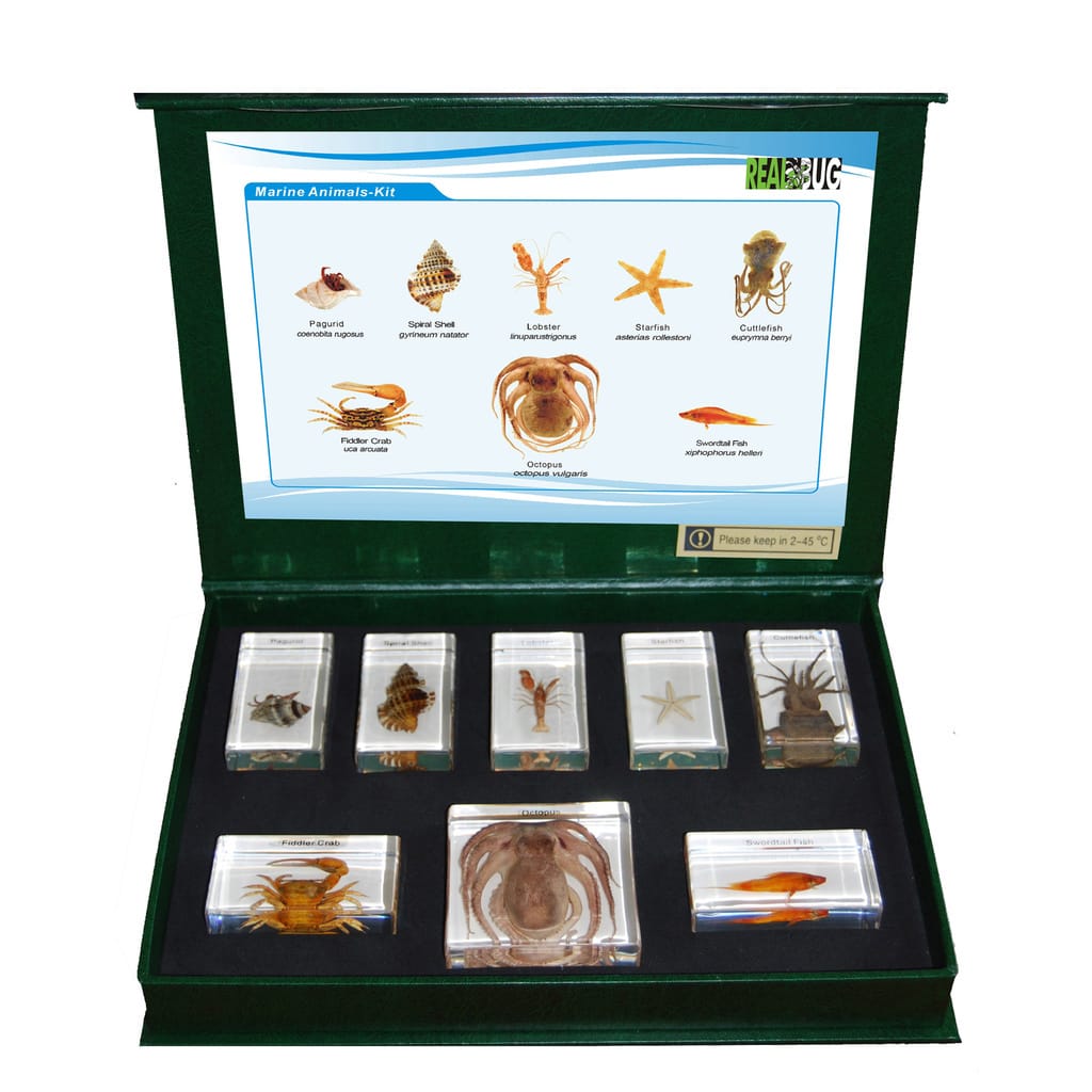 Marine Animal Kingdom Plastomount Set of 8
