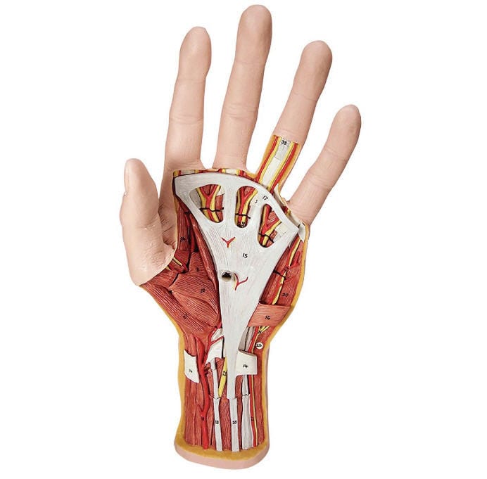 3B Scientific® Internal Hand Structure Model