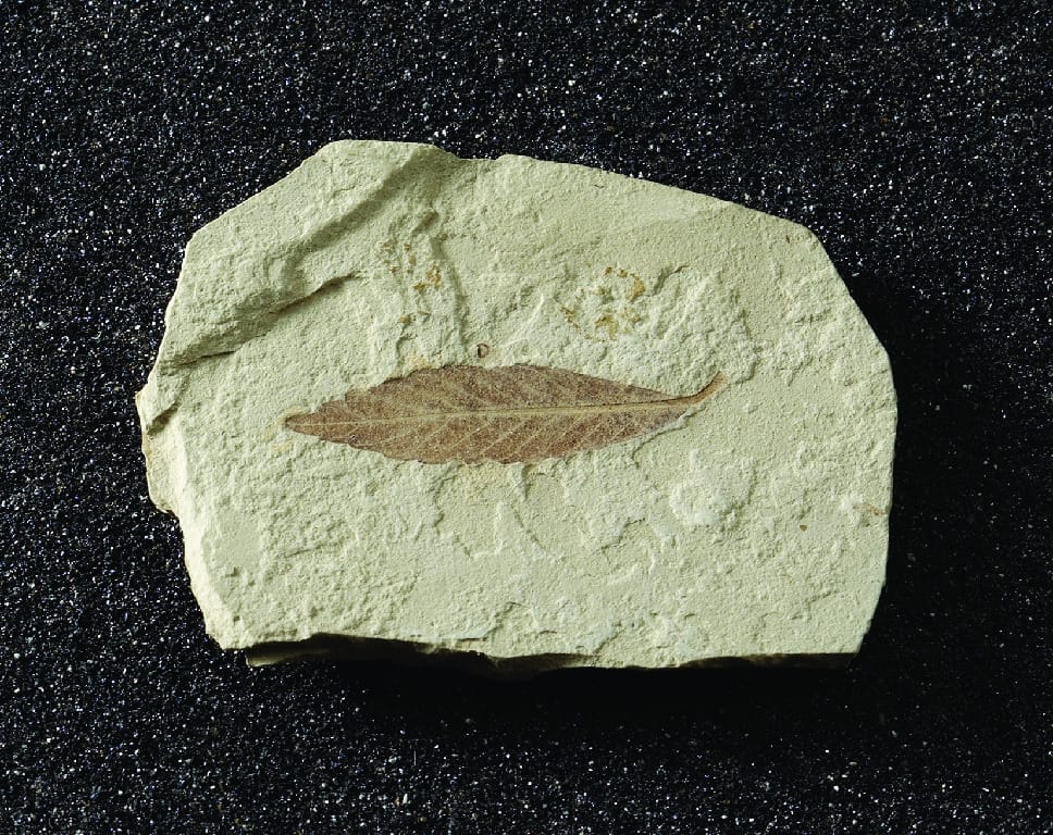 Plant Leaf Impression