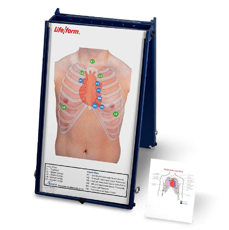 Life/form® Complete Auscultation Training Set