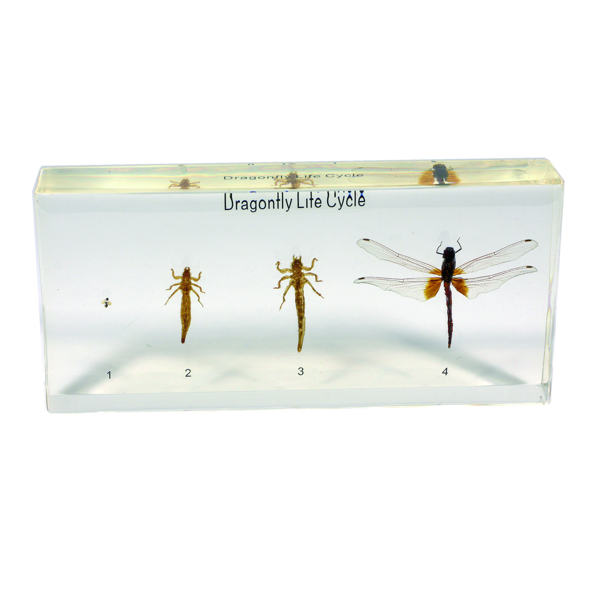 Dragonfly Life Cycle Plastomount