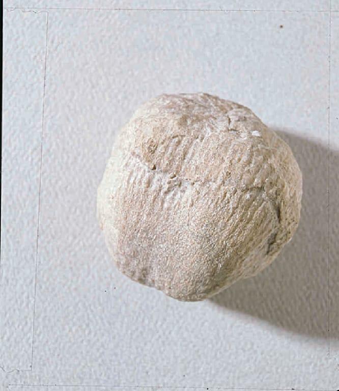 Dictyoclostus bassi (Permian)