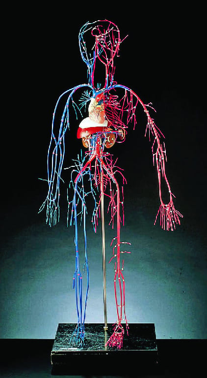 Vascular System Model