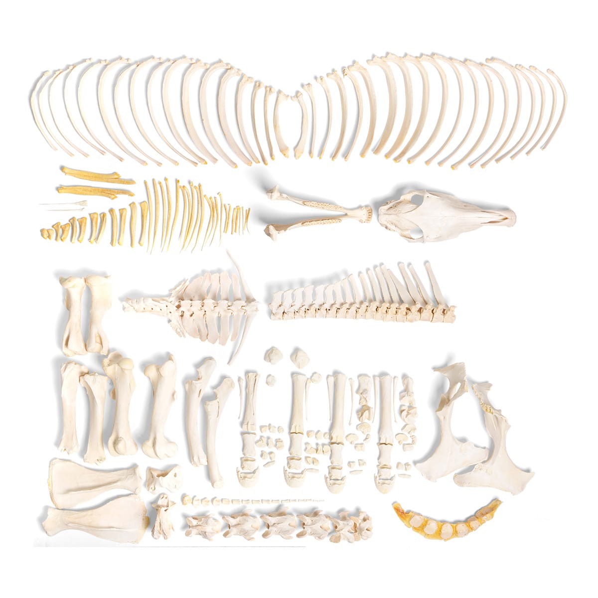 Horse Skeleton