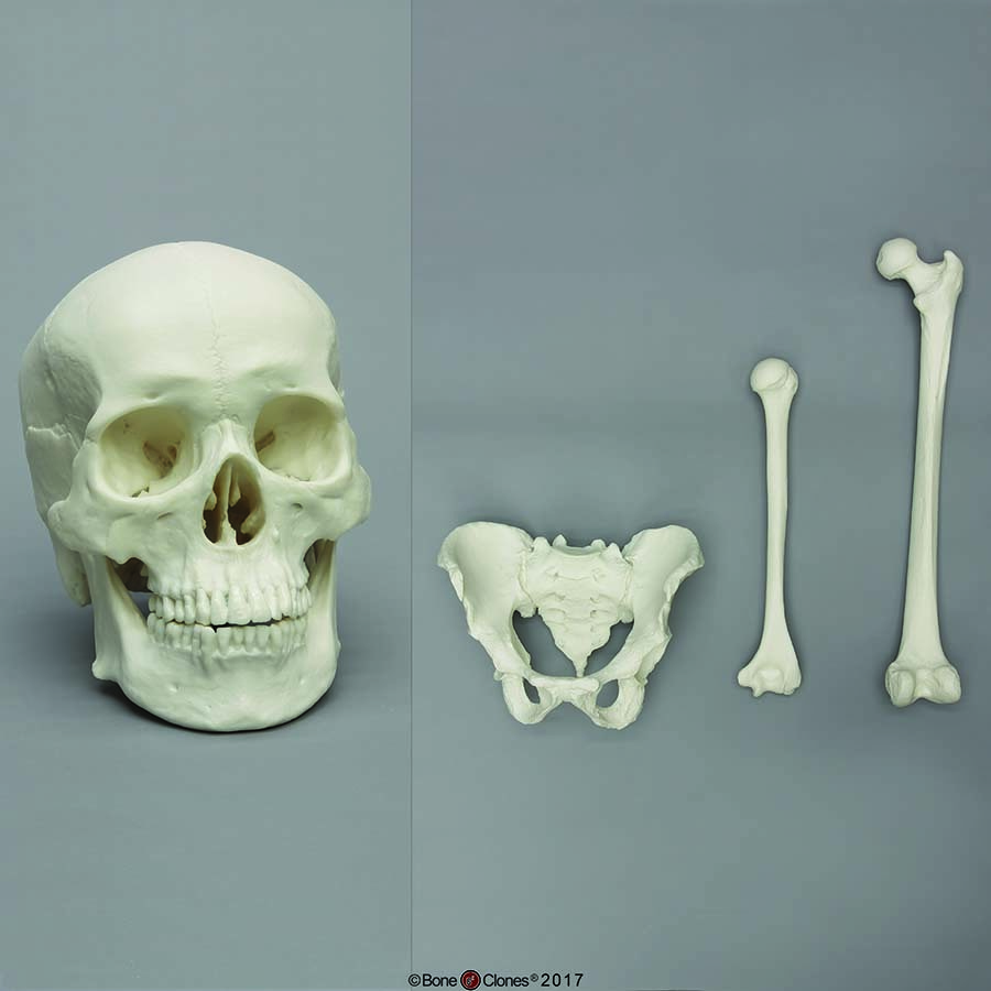 BoneClones® Skeletal Comparison Set