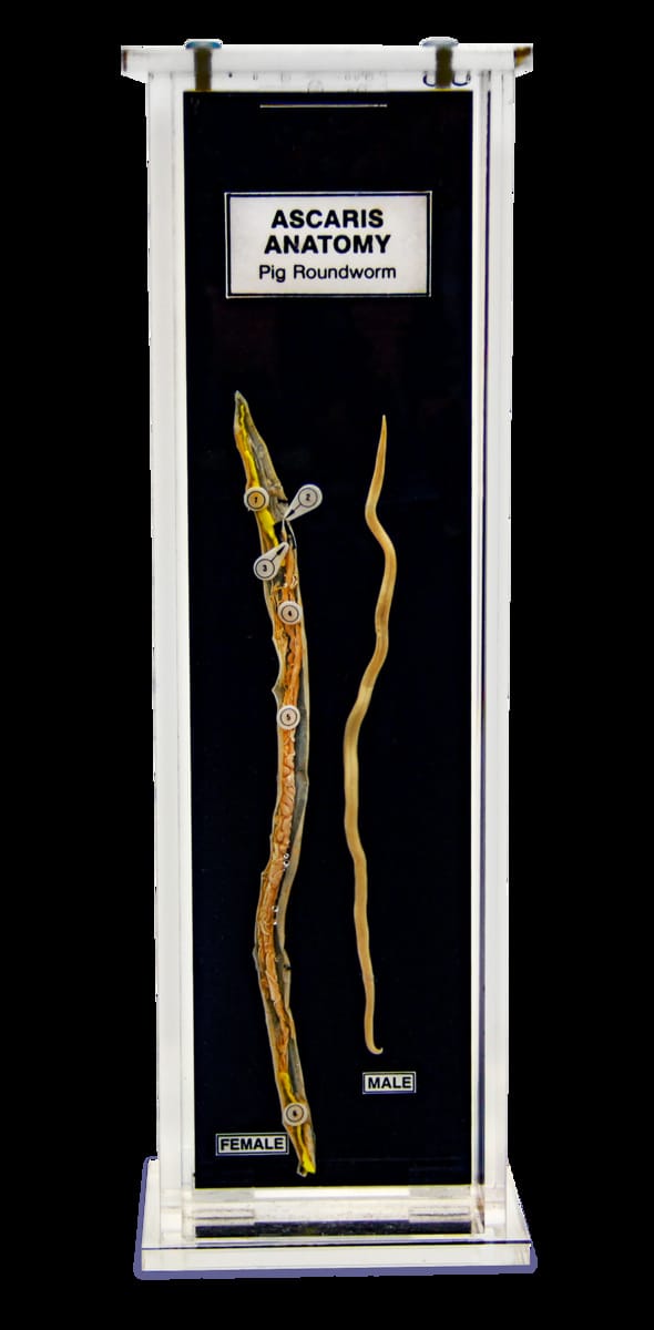 Ward's® Ascaris (Pig Roundworm) Anatomy Museum Mount