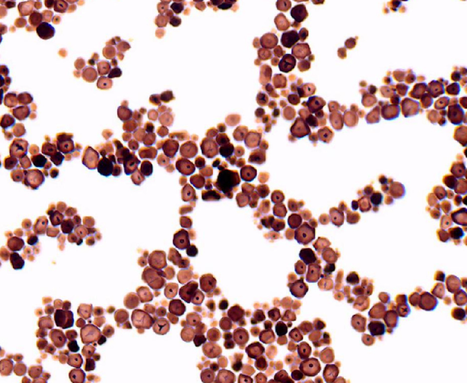 Ward's® Introduction To Microscopes Slides