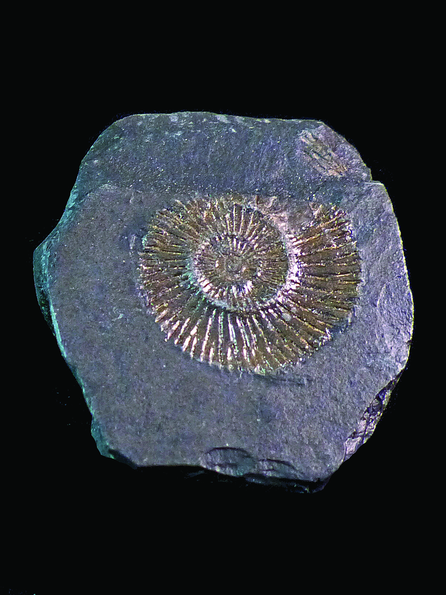Dactylioceras species