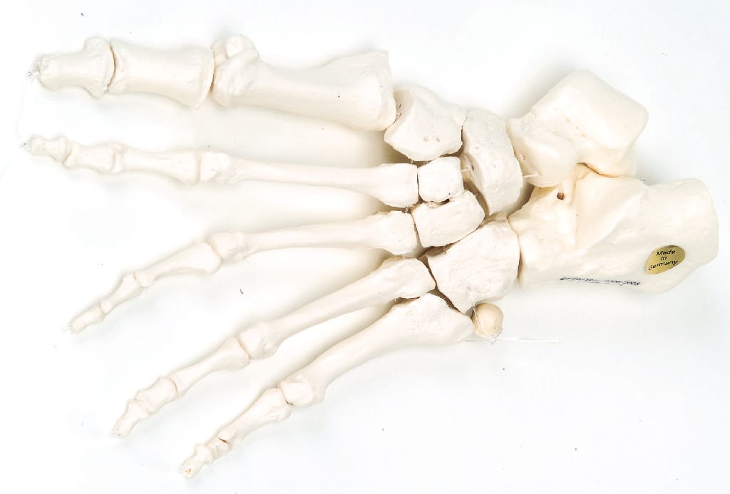3B Scientific® Individual Bones