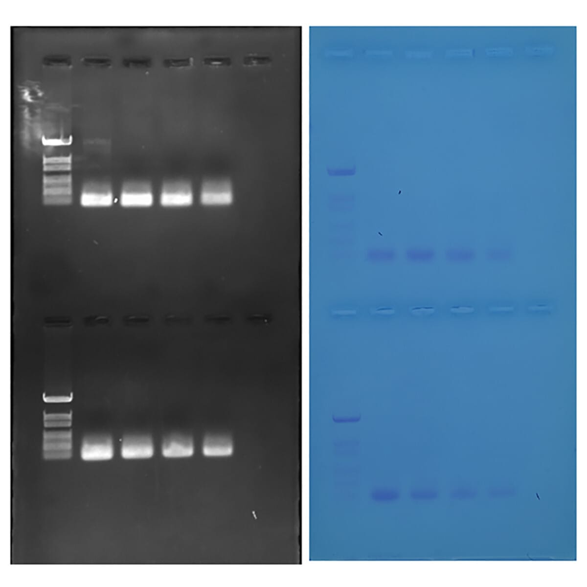 Discovering Quantitative PCR Amplification (qPCR) and Analysis