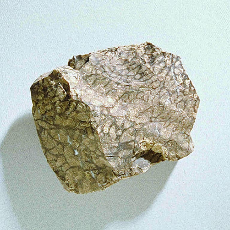 Chlorellopsis coloniata (Eocene)