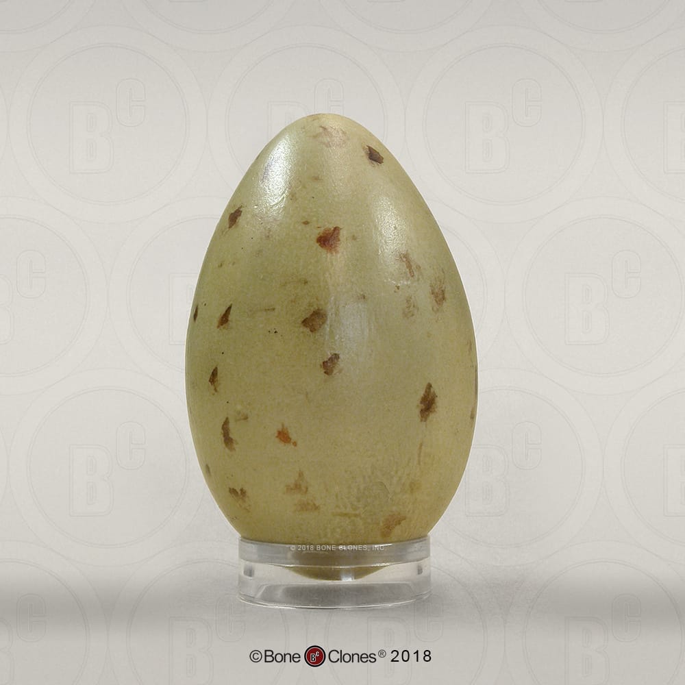 Bone Clones® North American Bird Eggs