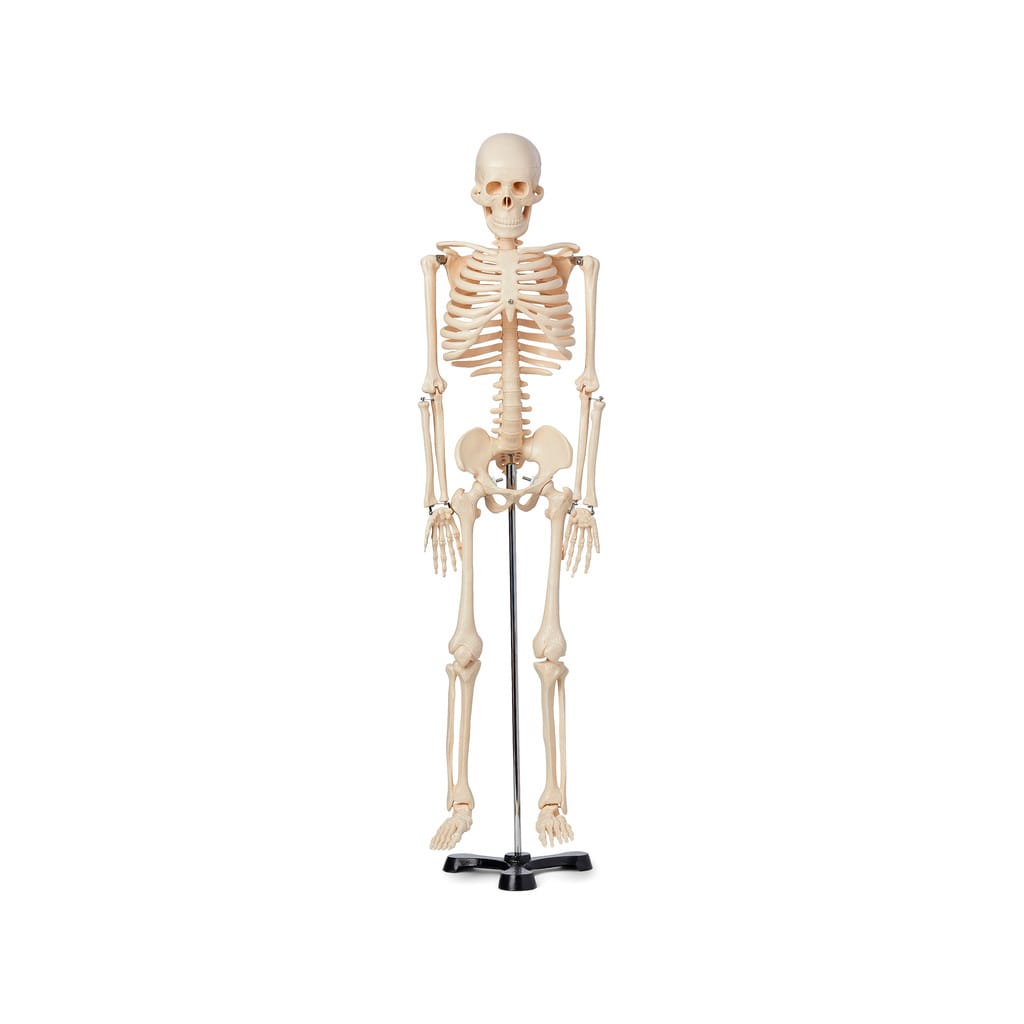 Introductory Mini Skeleton