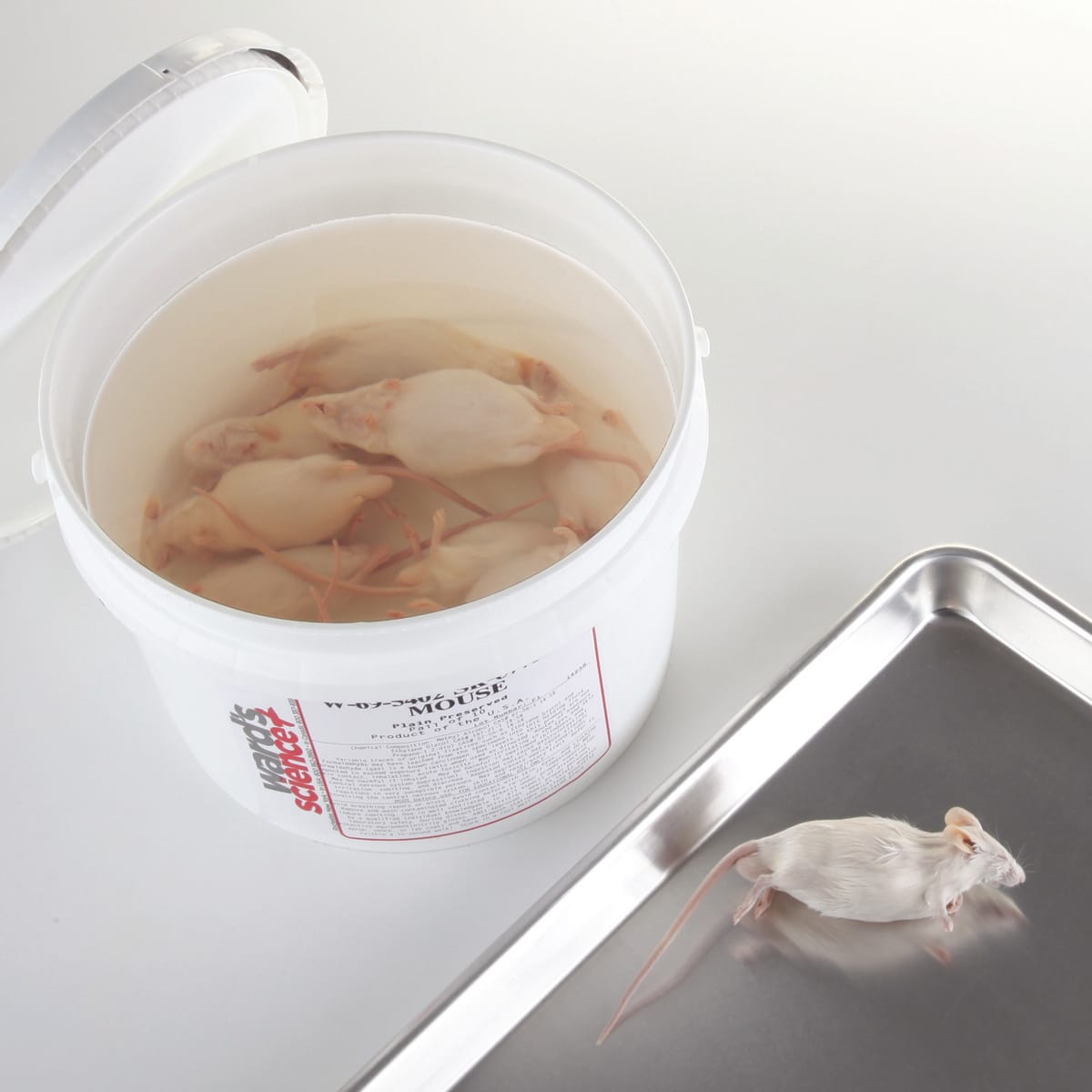 Ward's® Pure Preserved™ Mice