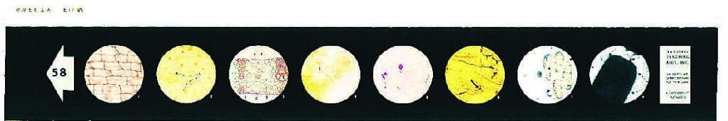 Cell Structure Microslides