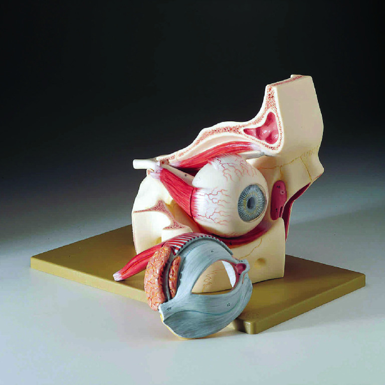 Somso® Eye in Orbit Model