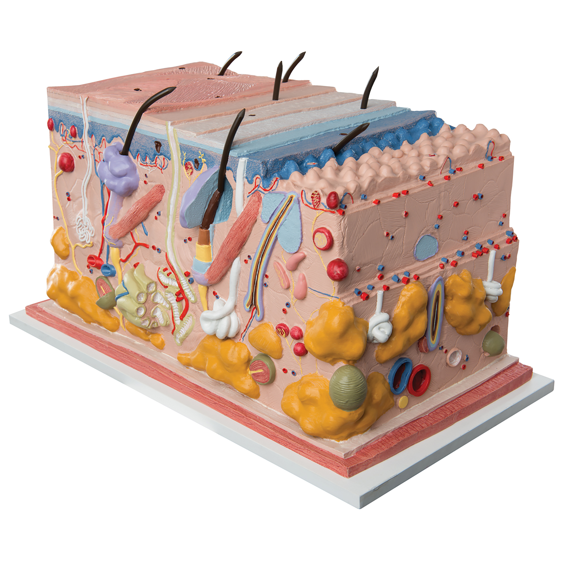 3B Scientific® Skin Block Model