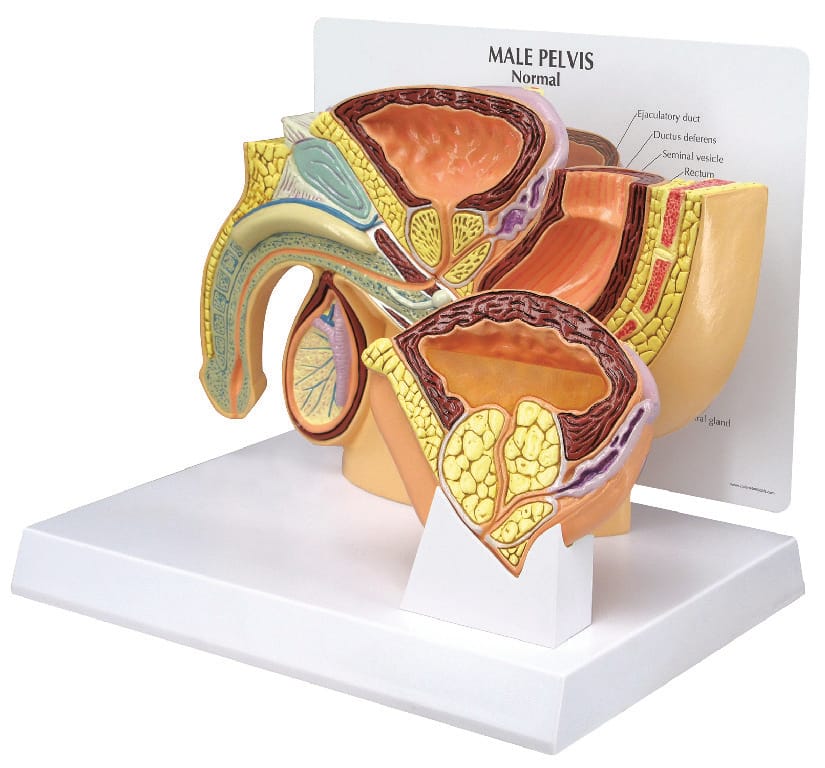 GPI Anatomicals® Male Pelvis With BPH Model