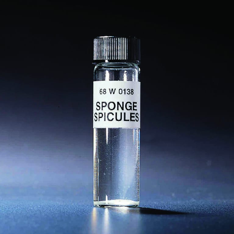 Sponge Spicules
