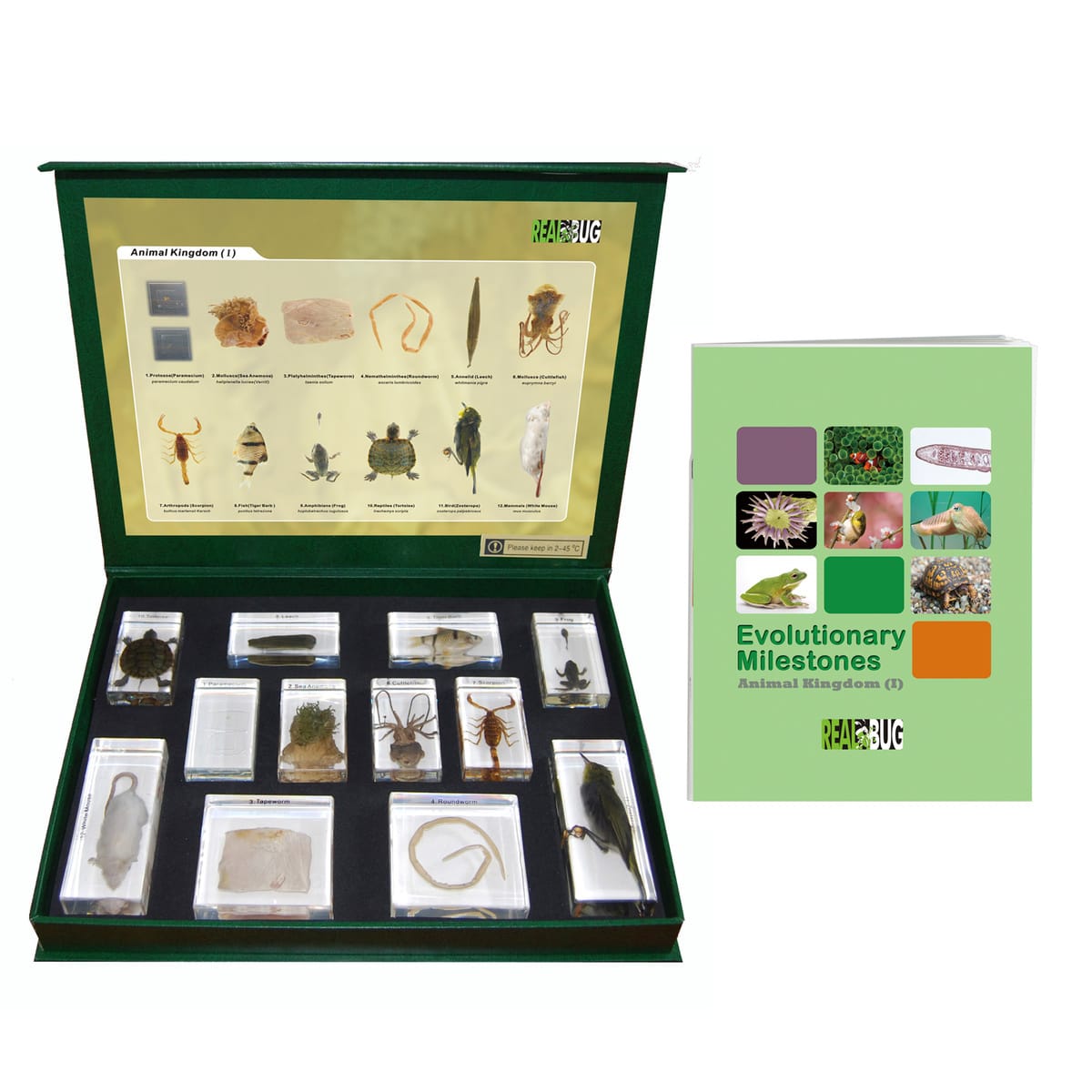 Animal Kingdom Plastomount Set
