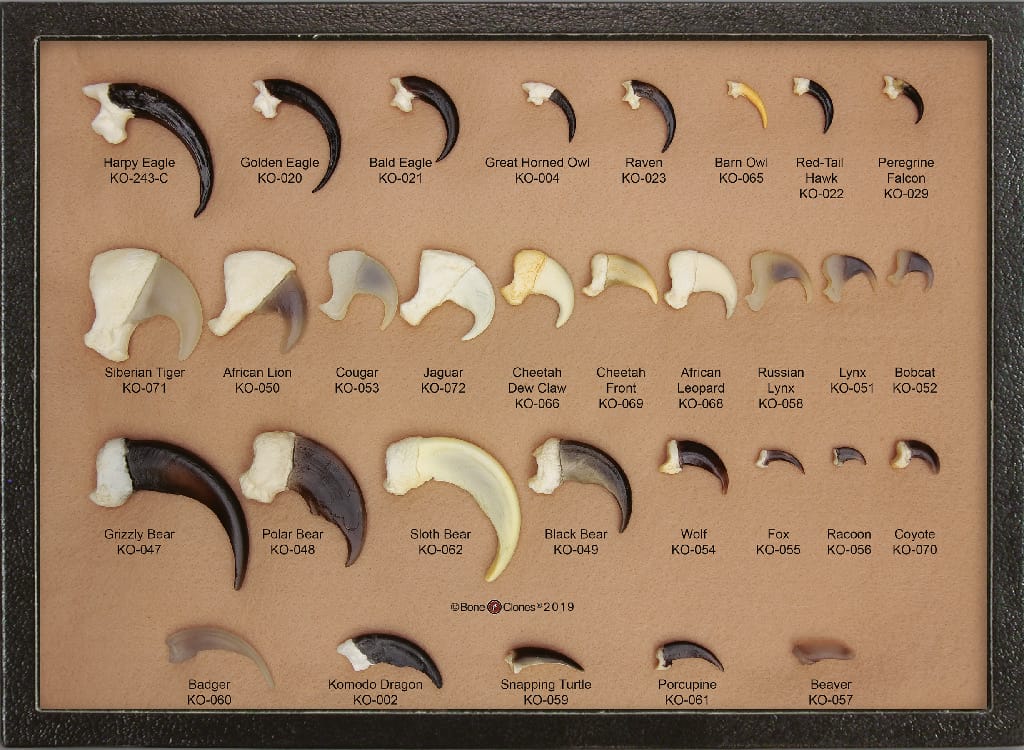 BoneClones® Claws Comparison Riker Mount