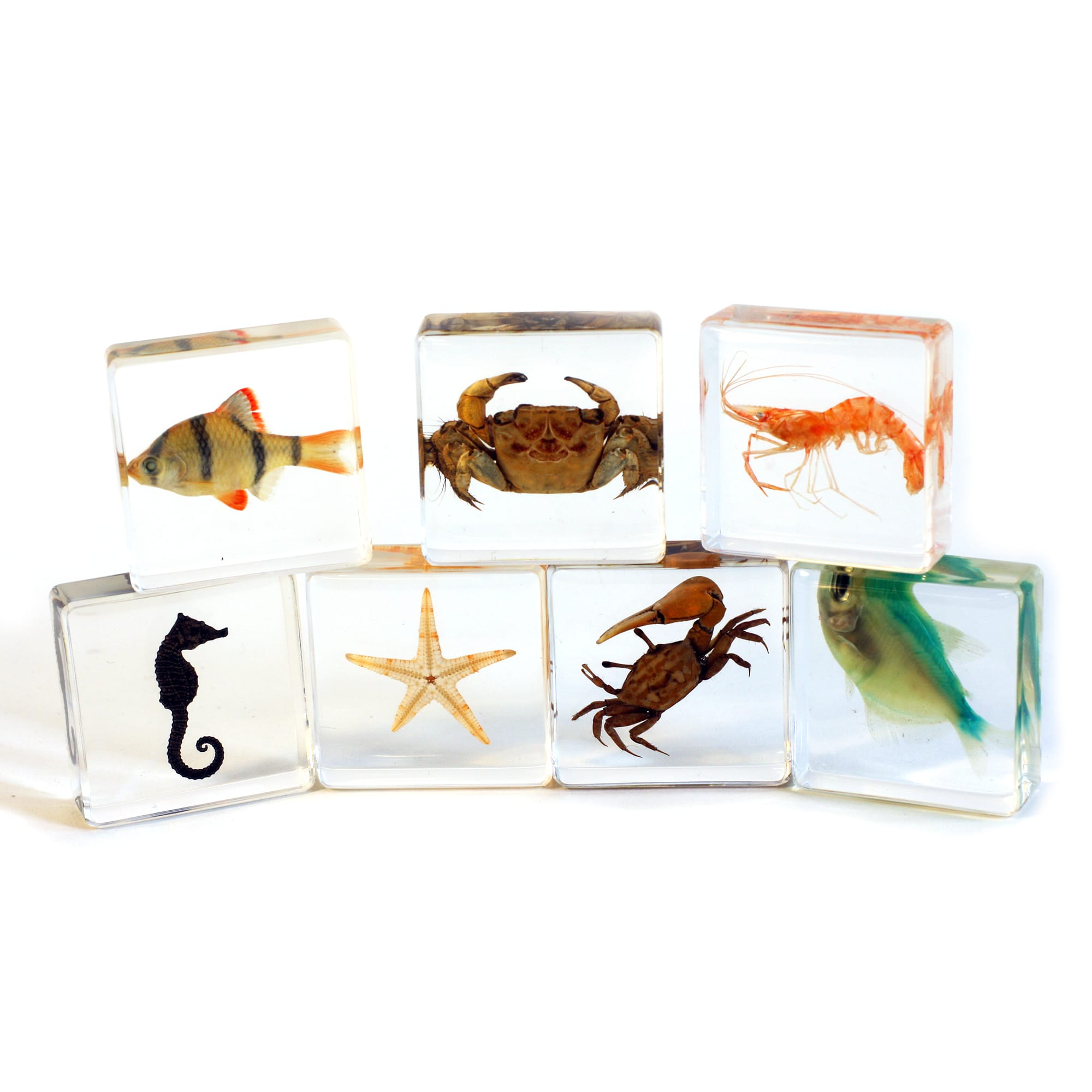 Aquatic Plastomount Collection Set of 7