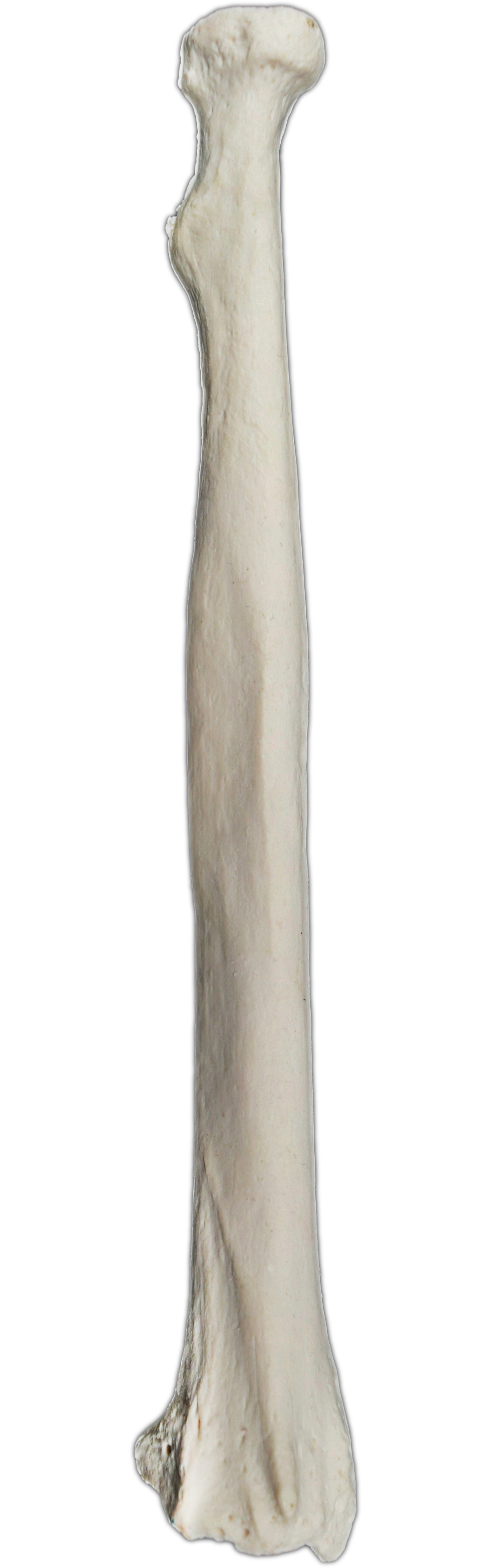 Eisco® Individual Bones