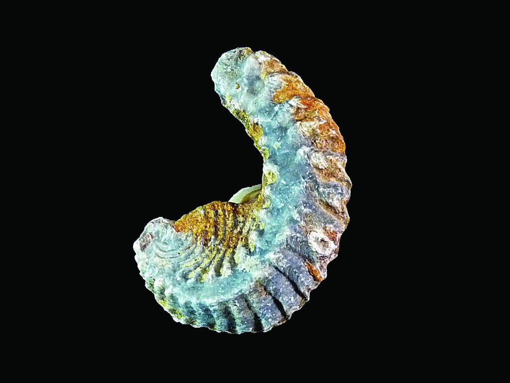 Rastellum carinatum (Cretaceous)