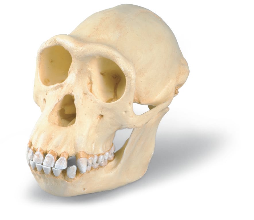 3B Scientific® Primate Skulls