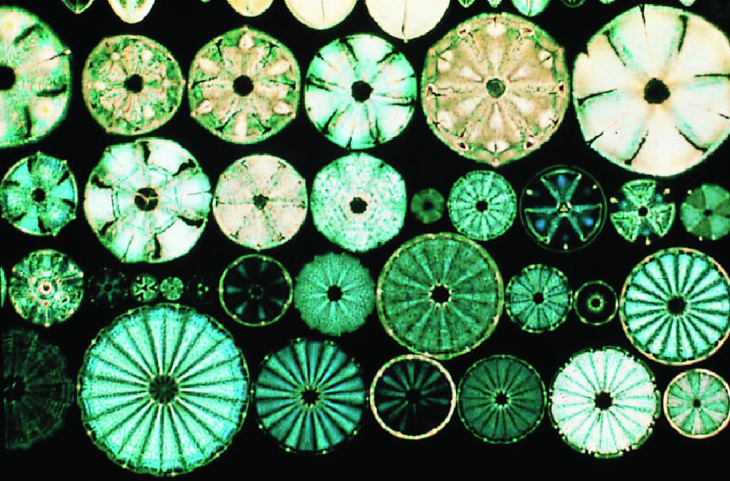 Diatoms