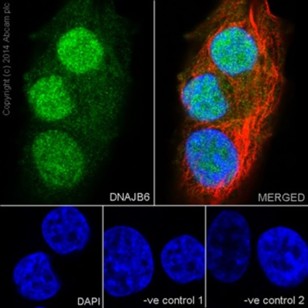 Anti-DNAJB6 Rabbit Monoclonal Antibody [clone: EPR17122] | VWR, part of ...
