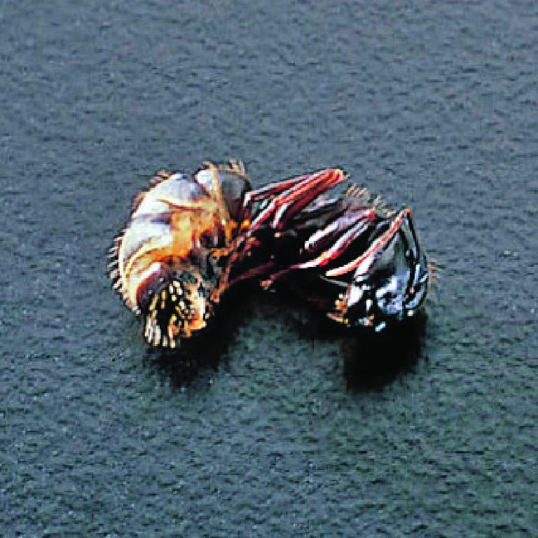 Carpenter Ant