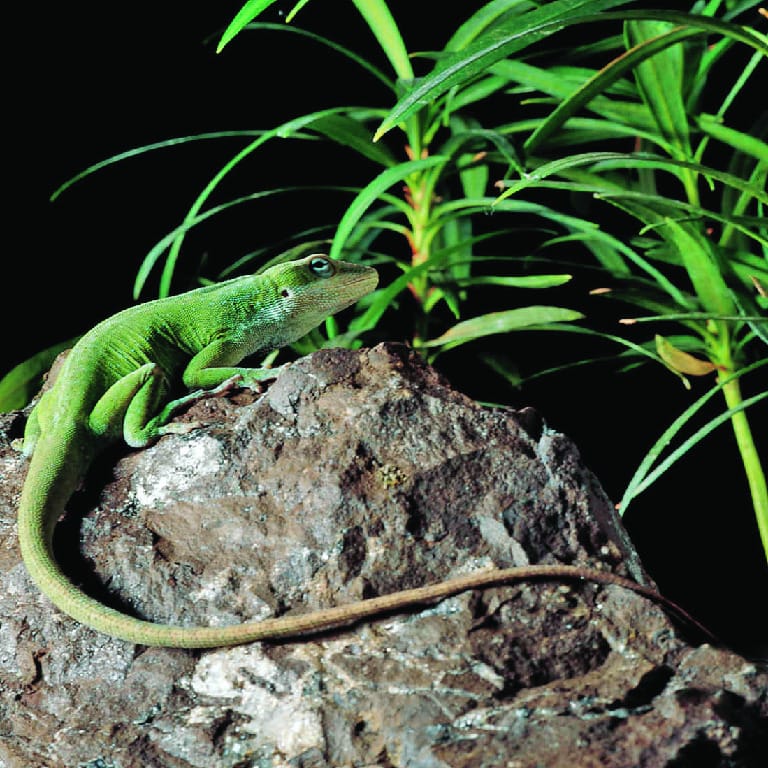 Ward's® Live Anoles (Anolis carolinensis)