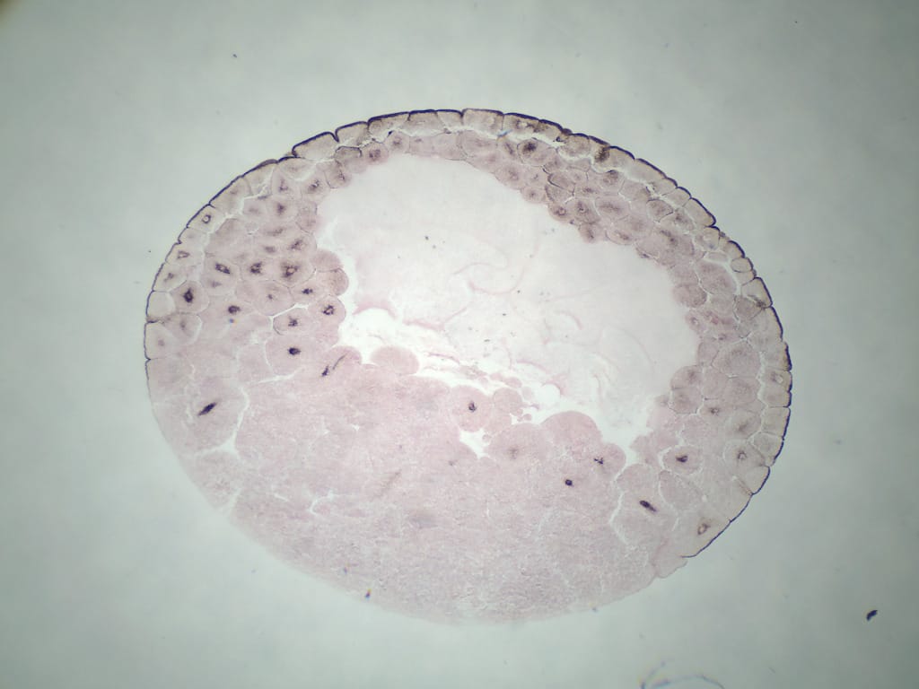 Ward's® Frog Embryology Slide Series