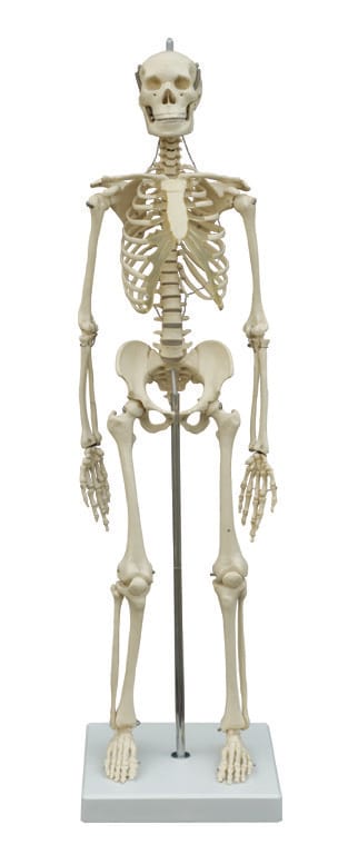 Rudiger® Small Scale Human Skeleton Models